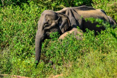 fil ile uda walawe Ulusal Park, genç bir aile sri lanka