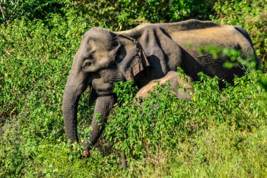 fil ile uda walawe Ulusal Park, genç bir aile sri lanka