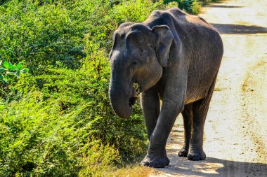 fil ile uda walawe Ulusal Park, genç bir aile sri lanka