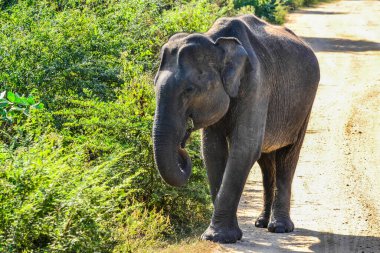 fil ile uda walawe Ulusal Park, genç bir aile sri lanka