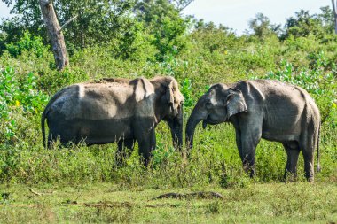 fil ile uda walawe Ulusal Park, genç bir aile sri lanka