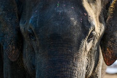 fil ile uda walawe Ulusal Park, genç bir aile sri lanka