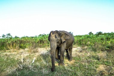 fil ile uda walawe Ulusal Park, genç bir aile sri lanka