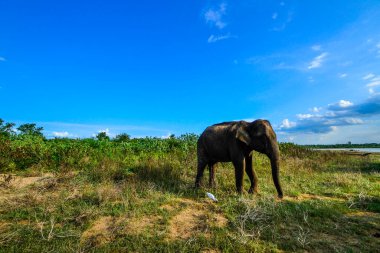 fil ile uda walawe Ulusal Park, genç bir aile sri lanka
