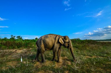 fil ile uda walawe Ulusal Park, genç bir aile sri lanka