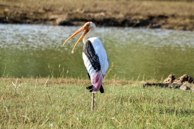 Yala Batı Ulusal Parkı, Sri Lanka 'da Boyanmış Leylek