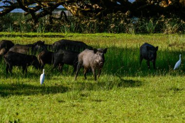 yaban domuzu yala Batı Milli Park, sri lanka