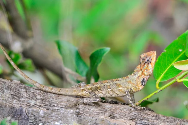 Чумная Ящерица Calotes Versicolor Распространенная Рептилия Шри Ланке — стоковое фото