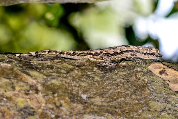 Gecko Uma Árvore Sri Lanka Ásia — Fotografia de Stock
