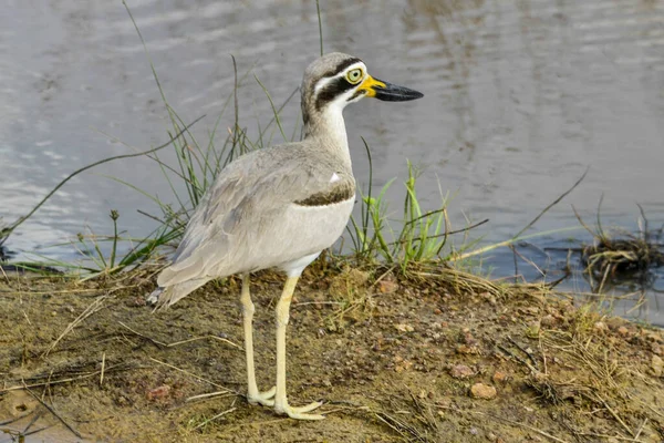 Zarapito Euroasiático Burhinus Oedicnemus Sri Lanka — Foto de Stock