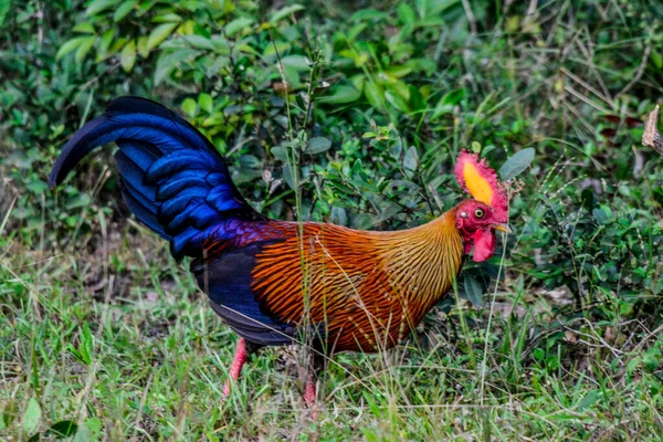 Junglefowl Gallus Lafayettii Lista Selvagem Ilha Sri Lanka — Fotografia de Stock