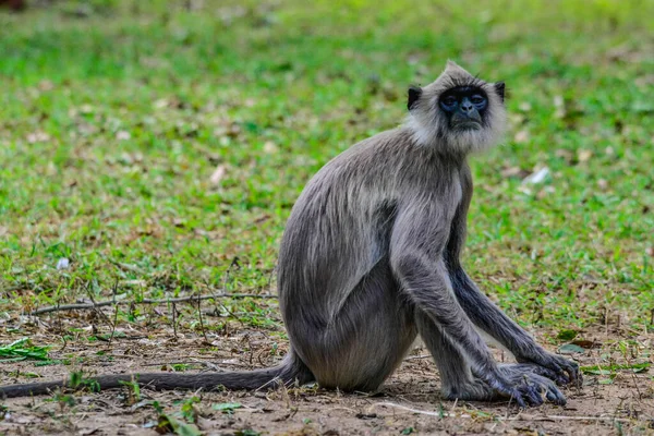 Grå Langur Eller Hanumanlangur Semnopithecus Entellus Sri Lanka — Stockfoto