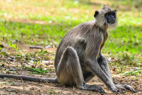 Grå Langur Eller Hanumanlangur Semnopithecus Entellus Sri Lanka — Stockfoto