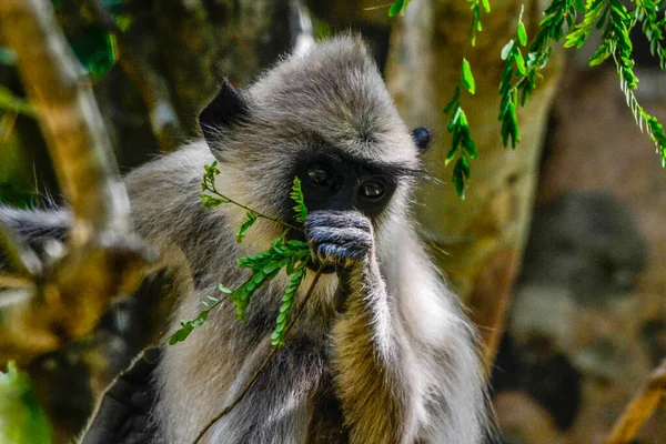 Gray Langur Hanuman Langur Semnopithecus Entellus Στο Νησί Της Σρι — Φωτογραφία Αρχείου