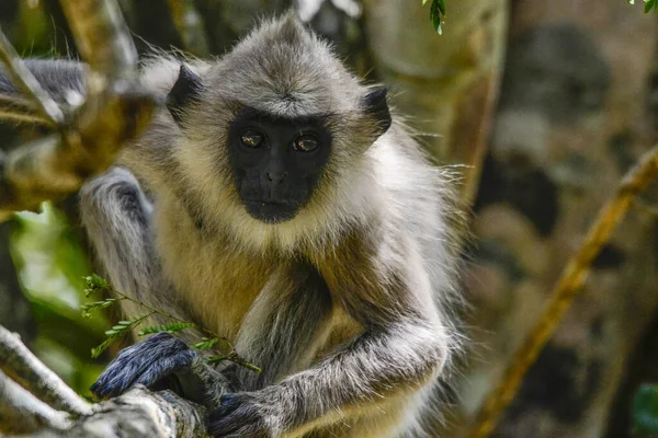 Gray Langur Hanuman Langur Semnopithecus Entellus Στο Νησί Της Σρι — Φωτογραφία Αρχείου