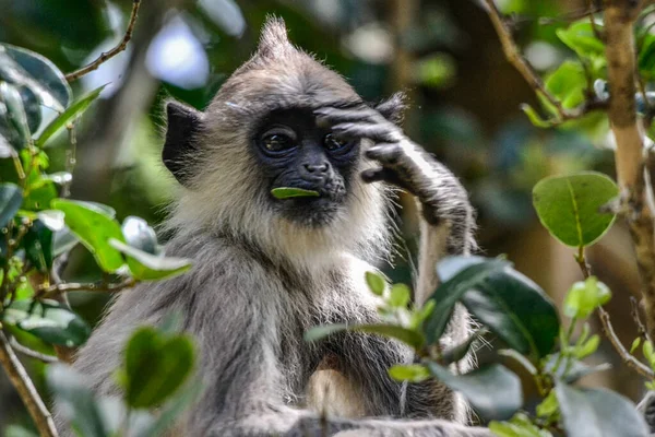 Grå Langur Eller Hanumanlangur Semnopithecus Entellus Sri Lanka — Stockfoto