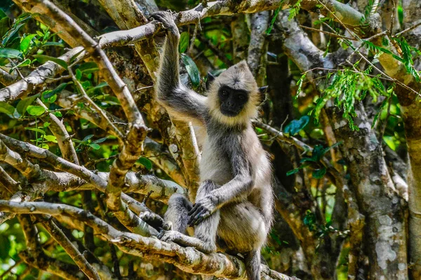 Gray Langur Hanuman Langur Semnopithecus Entellus Στο Νησί Της Σρι — Φωτογραφία Αρχείου