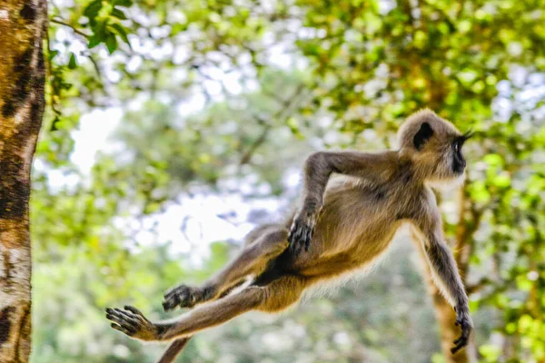 Grå Langur Eller Hanumanlangur Semnopithecus Entellus Sri Lanka — Stockfoto