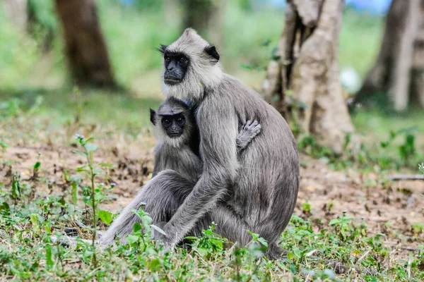 Gri Langur Veya Hanuman Langur Semnopithecus Entellus Sri Lanka Adasında — Stok fotoğraf