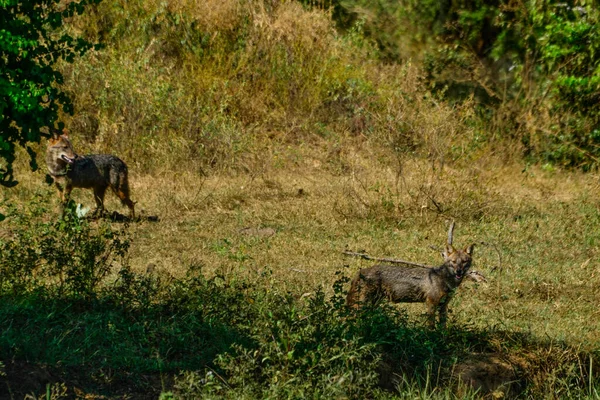 Chacal Apoio Preto Parque Nacional Bundala Sri Lanka — Fotografia de Stock