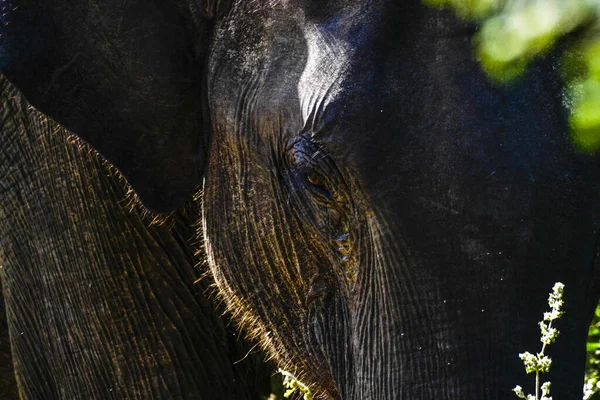 Familia Elefantes Con Uno Joven Parque Nacional Uda Walawe Sri — Foto de Stock
