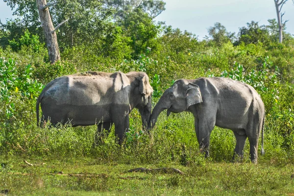 Familia Elefantes Con Uno Joven Parque Nacional Uda Walawe Sri — Foto de Stock