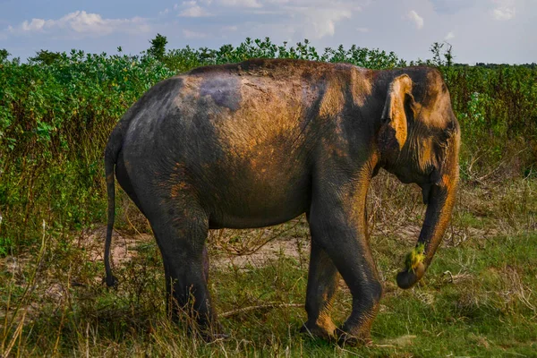 fil ile uda walawe Ulusal Park, genç bir aile sri lanka