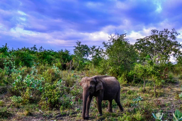 Familia de elefantes con uno joven en el Parque Nacional Uda Walawe, Sri Lanka — Foto de Stock