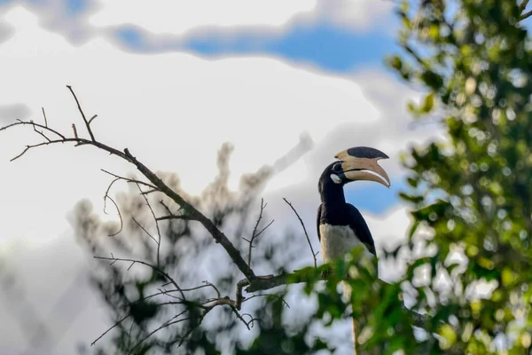 Malabar pied hornbill anthracoceros coronatus on a dead tree in udawalawe national park sri lanka —  Fotos de Stock