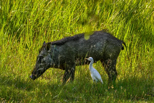 Dzik w Parku Narodowego yala zachód, sri lanka — Zdjęcie stockowe