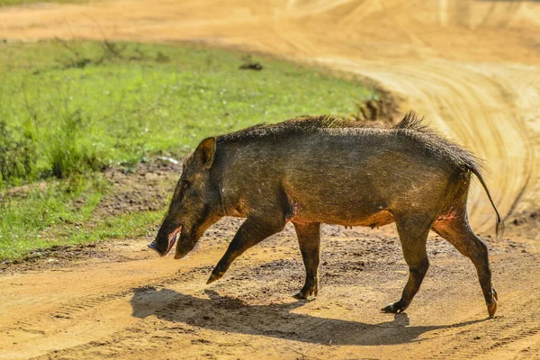 Jabalí salvaje en el Parque Nacional Yala West, Sri Lanka —  Fotos de Stock