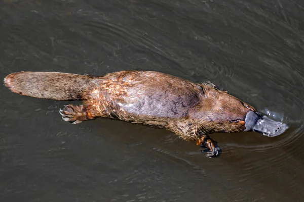 Platypus nehirde akıyor..