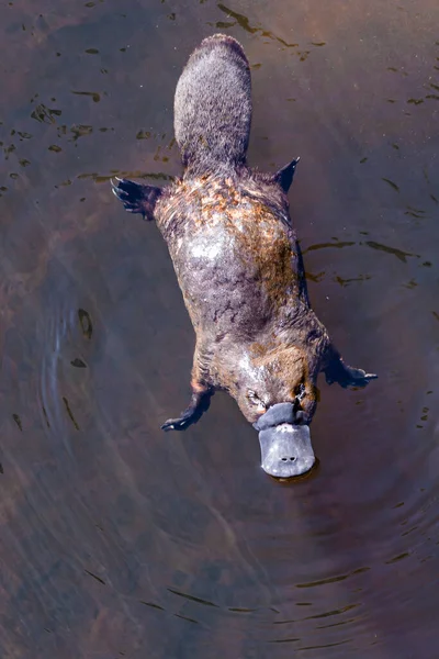 Platypus Sviming Rzece — Zdjęcie stockowe