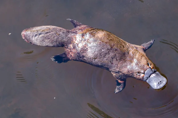 Platypus Sviming Râu — Fotografie, imagine de stoc