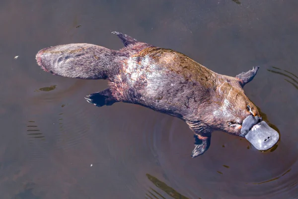 Platypus Sviming Rzece — Zdjęcie stockowe