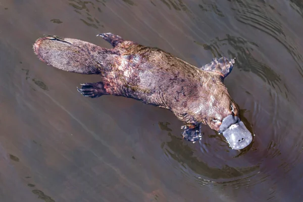 Platypus Sviming Río — Foto de Stock