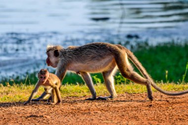 Bundala, Sri Lanka adasında Macak maymunları