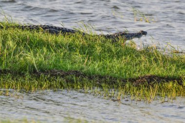 Büyük kapkaççı timsah, Timsah Palustris, ağzı açık nehir kenarında dinleniyor. Sri Lanka