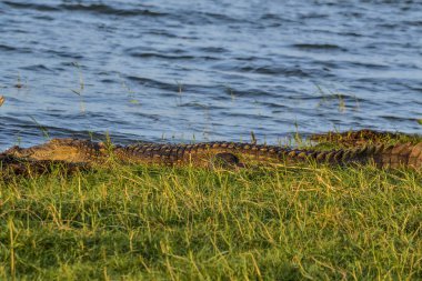 Büyük kapkaççı timsah, Timsah Palustris, ağzı açık nehir kenarında dinleniyor. Sri Lanka