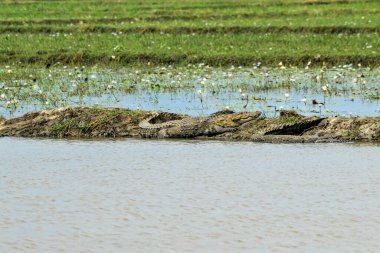 Büyük kapkaççı timsah, Timsah Palustris, ağzı açık nehir kenarında dinleniyor. Sri Lanka