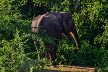 Fil, Elaphat Maximus, Sri Lanka adasında.