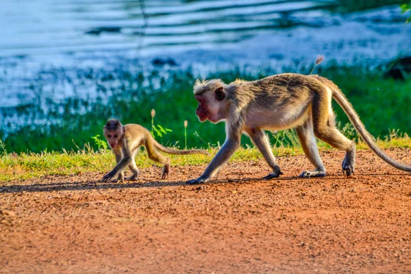 Bundala Sri Lanka Adasında Macak Maymunları — Stok fotoğraf