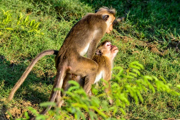 Bundala Sri Lanka Adasında Macak Maymunları — Stok fotoğraf