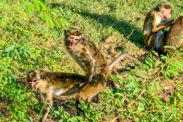Monos Macacos Bundala Isla Sri Lanka —  Fotos de Stock