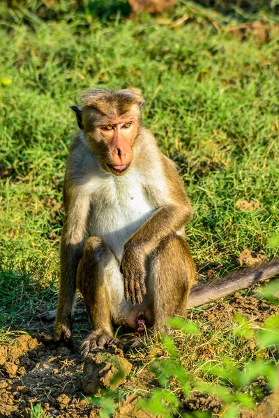 Makakapor Bundala Sri Lanka — Stockfoto