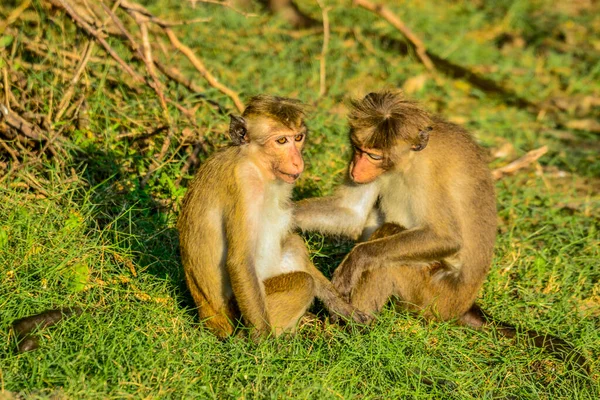 Bundala Sri Lanka Adasında Macak Maymunları — Stok fotoğraf