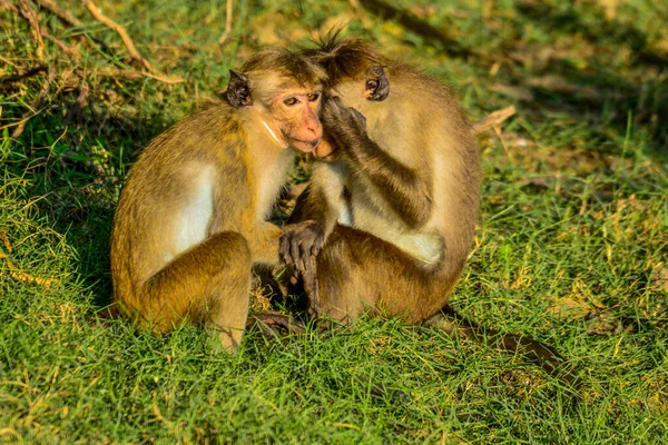 Makakenaffen Bundala Sri Lanka — Stockfoto