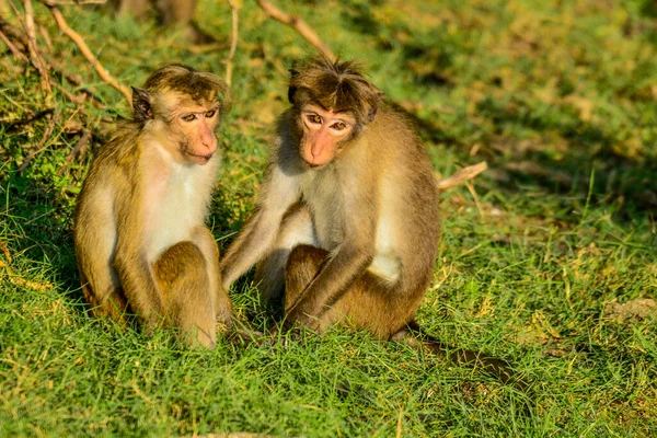 Makakenaffen Bundala Sri Lanka — Stockfoto