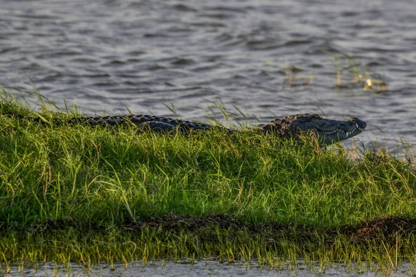 Grande Coccodrillo Mugger Crocodylus Palustris Rilassante Lungo Fiume Con Bocca — Foto Stock