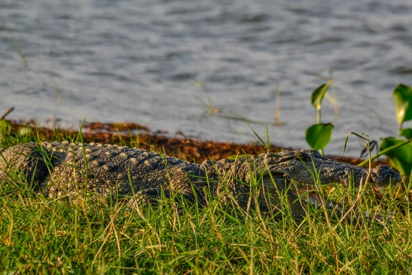 Grande Coccodrillo Mugger Crocodylus Palustris Rilassante Lungo Fiume Con Bocca — Foto Stock